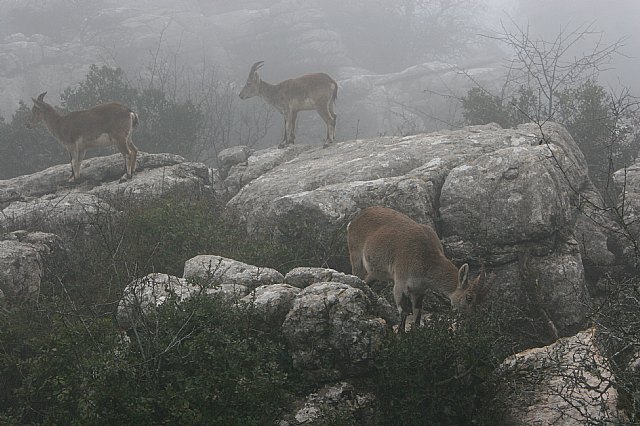 Ruta senderista Torcal de Antequera y Caminito del Rey (Mlaga) - 94